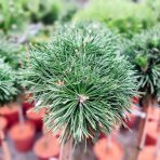 Borovica horská (Pinus mugo) 'BENJAMIN' - výška 90-100 cm, kont. C5L - NA KMIENKU